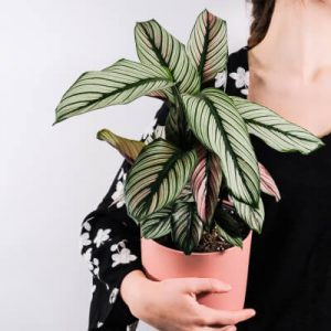 À propos Plants Store Gallery Img 5 300x300 1